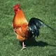 Chicken breast 