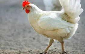 Chicken SOMI