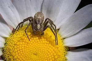 Celebrating cultural richness