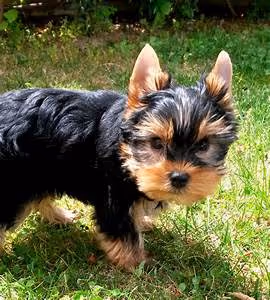 Chinese dynasties tales