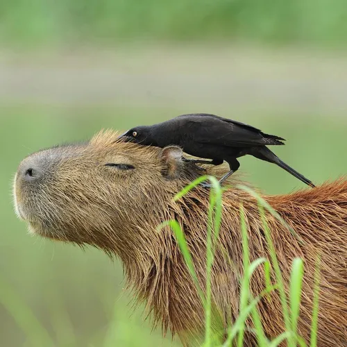capibara