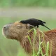 capibara