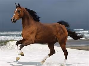 Immersive virtual experiences