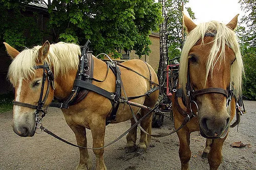 Space colonization dreams