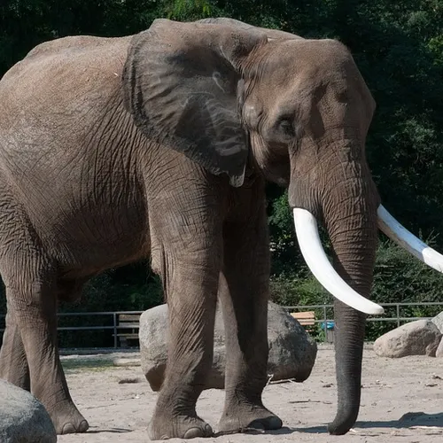 Amazon rainforest exploration