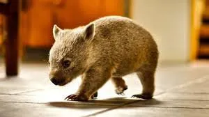 Human rights activism