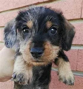 Ninja stealth techniques