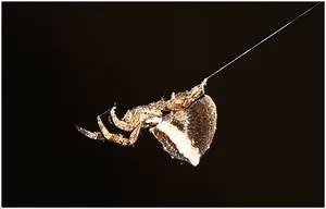 Tropical biodiversity wonders