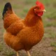 HEN 