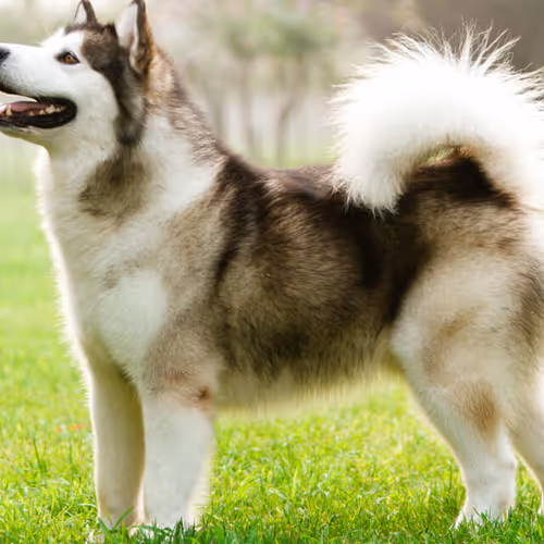 concho
