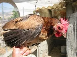 Global wellness improvement