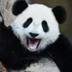 Pandasom