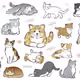 Shy_Sssnacc