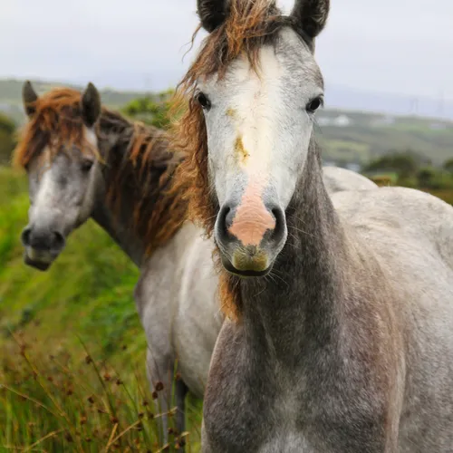 Backpacking through continents