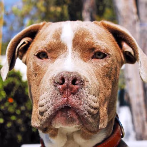 Bushido code adherence