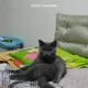 mewsom