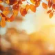 autum
