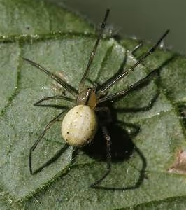 Celebrating cultural richness