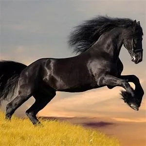 RV camping expeditions