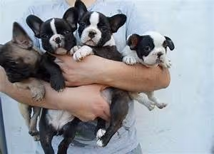 Ayurvedic healing therapies