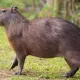 Capybaras