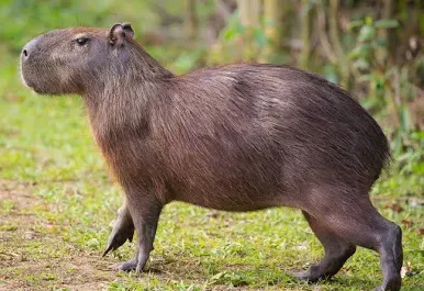 Capybaras