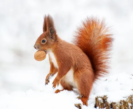 Squirrel winter
