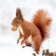 Squirrel winter