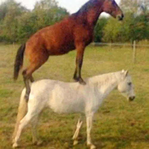 chlenosos