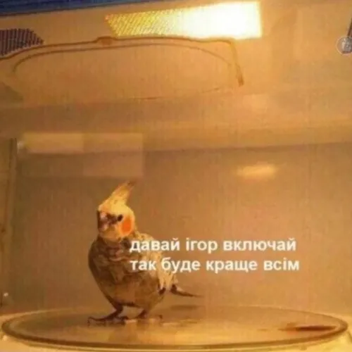 SOMdead