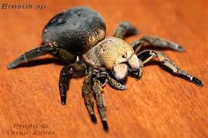 Global wellness improvement