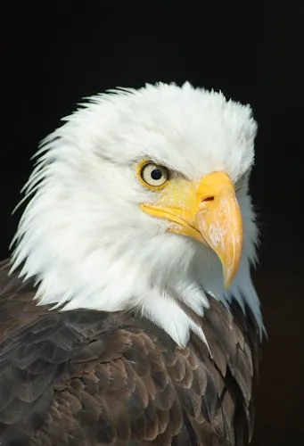 Eagle 