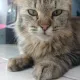 Meng