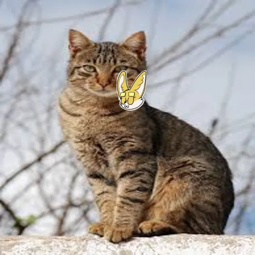 Tiger107