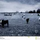 Environmental conservation efforts