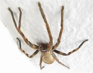 Spa and wellness retreats