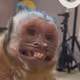 monkey vac