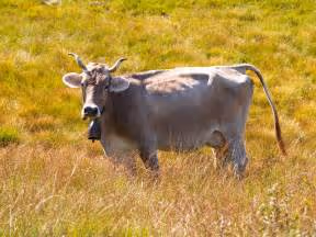 Cosmic wonders discovery