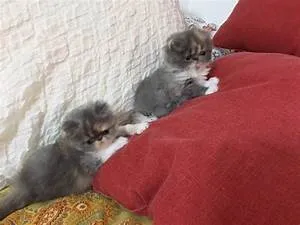 Hot air balloon rides