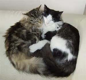 Desert oasis retreats