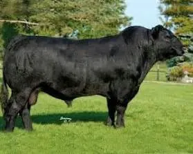 Marine biodiversity exploration