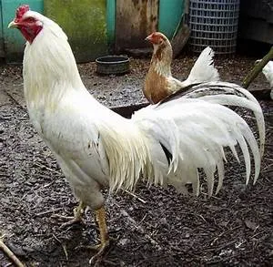 Wildlife photography expeditions