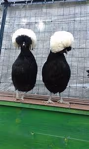 Skydiving thrill seekers