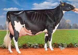 Collaborative synergy fostered