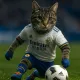 Football Cat