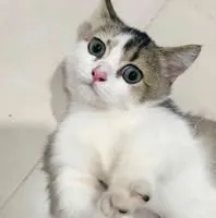 miu