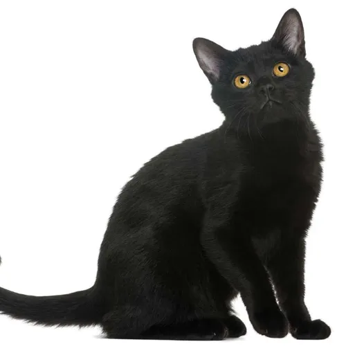 NiceCatMy