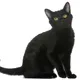 NiceCatMy