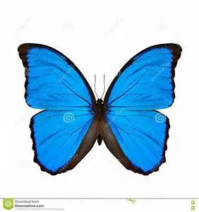 Vertical ascent adventures