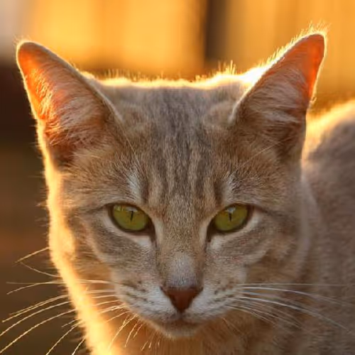 Harmony in diversity